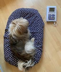 Bioresonanz beim Hund